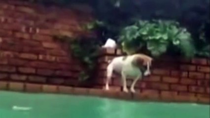 Un chien attrape un poisson dans une piscine !