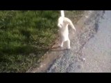 Un chat qui marche sur ses pattes avant ?