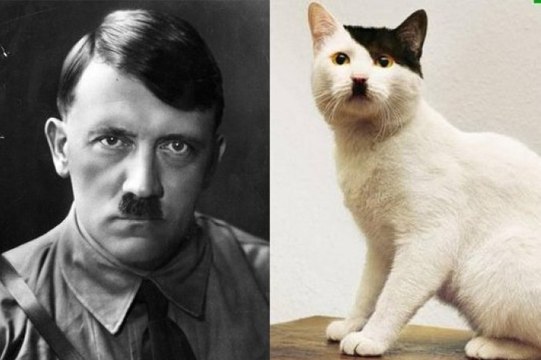 10 Famous Celebrities Who Look Like Animals