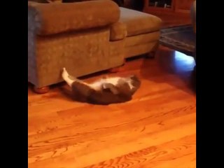 Même les chats font leurs abdos !
