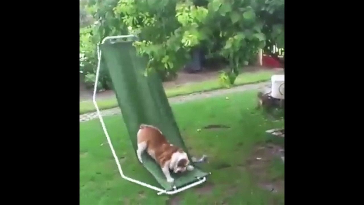 Un chien fait de la balançoire sur un transat !