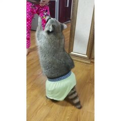Raccoon wears owner's underwear