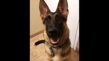 German Shepherd puppy learns how to wink