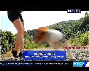 Obesitas Pada Hewan [On The Spot]