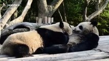 Giant panda siblings appear to be 'French kissing'