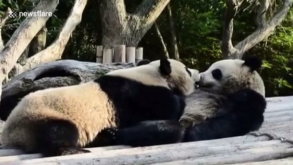Giant panda siblings appear to be 'French kissing'
