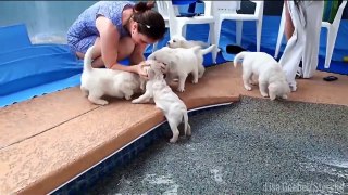 Just eight golden retriever puppies causing absolute chaos at the pool