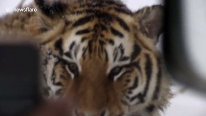 Overweight tigers chase drone 'to lose weight'
