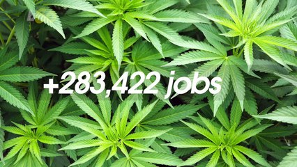 Legalized Marijuana Industry