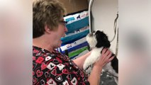 Funny pup throws the biggest hissy fit, and it has the groomer in stitches
