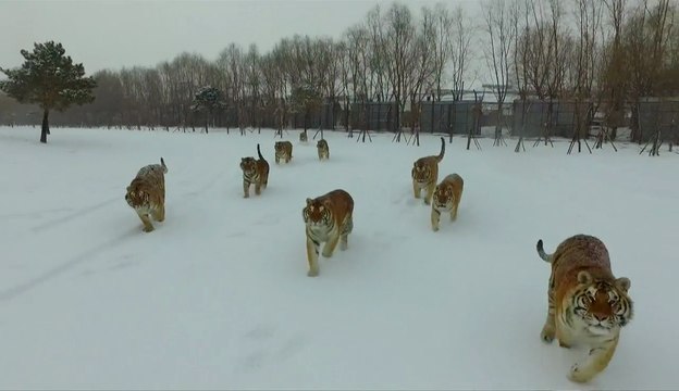 De magnifiques tigres de Sibérie partent à la chasse…aux drones !
