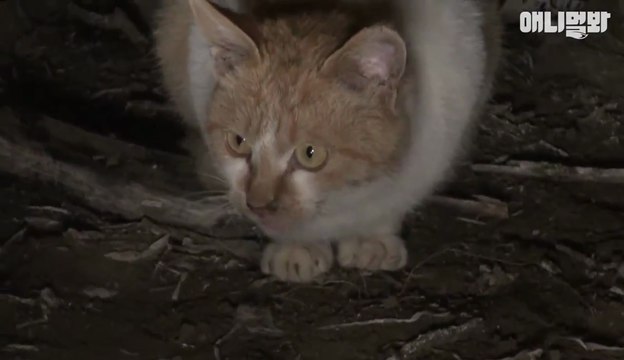 Un chat très émouvant qui ne veut pas laisser son amie morte