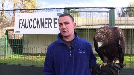 French army grooms eagles to down drones