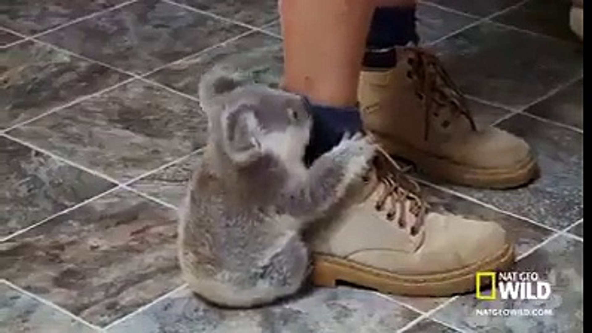 Ce Koala Ne Lache Pas Son Soigneur Video Dailymotion
