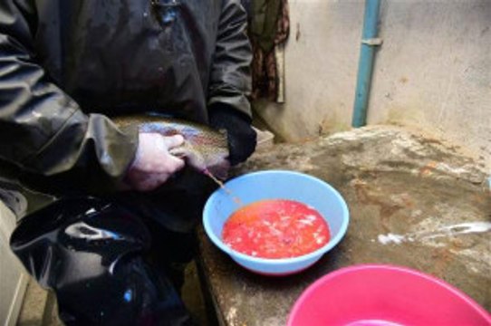 Bitlis'te Alabalık Sağımı Yapıldı