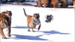 Des dizaines de tigres de Sibérie chassent un drone