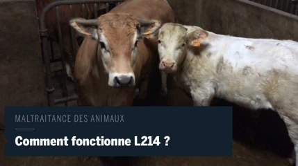 Maltraitance dans les abattoirs : coulisses de l’association L214