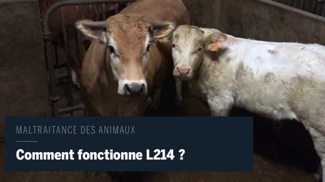 Maltraitance dans les abattoirs : coulisses de l’association L214