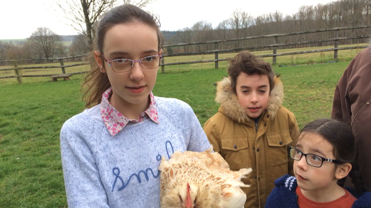 Plume, une poule sarthoise nommée miss Poule 2016