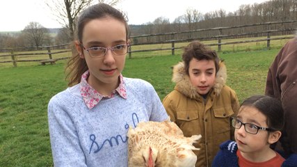 Plume, une poule sarthoise nommée miss Poule 2016