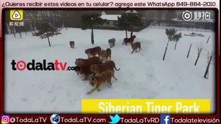 Tigres cazan y se comen un drone en parque de China-Video