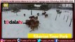 Tigres cazan y se comen un drone en parque de China-Video