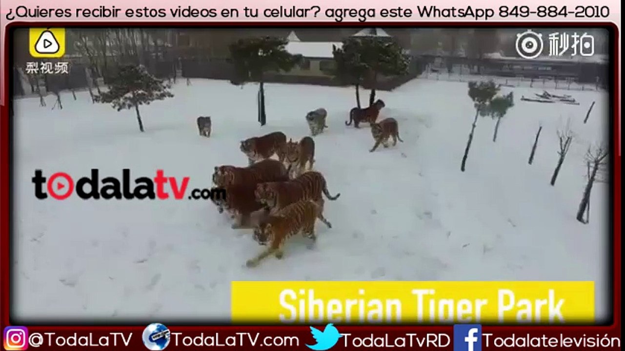 Tigres cazan y se comen un drone en parque de China-Video