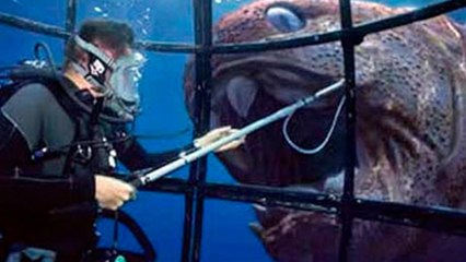Top 5 Largest Animals We’re Glad Are Extinct!