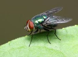 90. Home Remedies To Avoid Houseflies