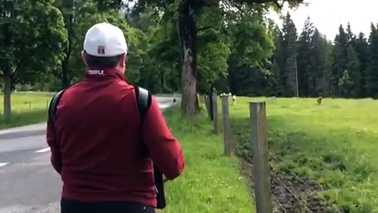 Inizia a suonare la fisarmonica e la reazione delle mucche è fantastica!