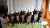 7 Gatinhos Fofinhos Hipnotizados