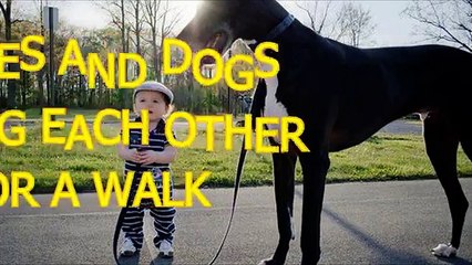 Babies and dogs take each other for a walk