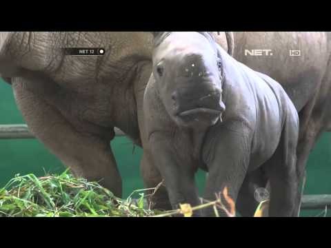 Seekor badak putih langka beranak di Lembaga Konservasi Taman Safari Bogor - NET12