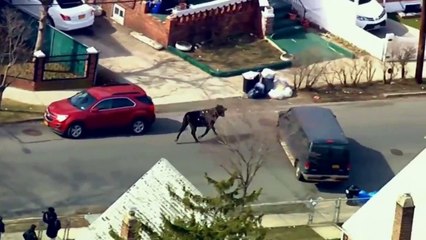 في مطاردة جنونية.. ثور هائج يلقن شرطة نيويورك درسا قاسيا