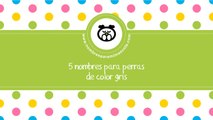 Nombres para perras de color gris