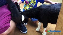 #ANIMALS POOPING AT THE ZOO Kid at the ZOO Funny Family Fun Trip to Petting Farm Animals f