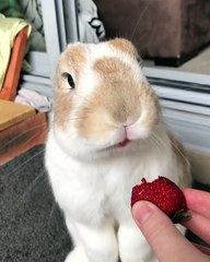 Rabbit Eats a Strawberry