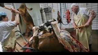 A Carne É Fraca - Documentário produzido pelo Instituto Nina Rosa [HD]