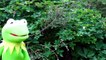 Kermit the Frog Rain Dance! Muppets Gone Wild Sesame Street Funny Toy Movie for Kids - Pla