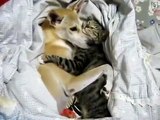 Ce chat bondit dans le même lit que son ami félin, et leur maîtresse commence alors à filmer... regardez donc ces images