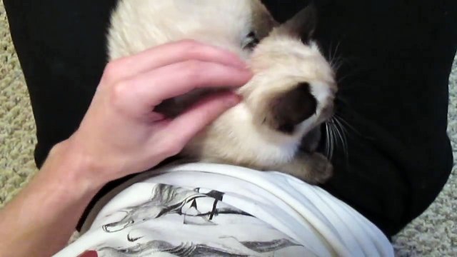 Découvrez la réaction de ce chaton endormi lorsqu'il aperçoit sa maman... vous allez craquer pour lui, oh mon dieu !!