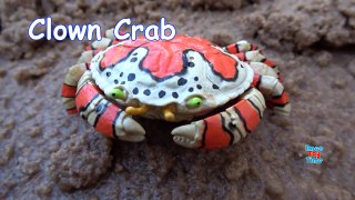 Sea Animals Island Sandbox - Learn Wild Animal Names For Kids!-nZfA-mG0TU4