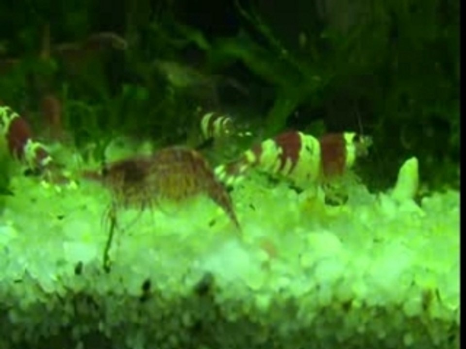 CRS vs Red Cherry