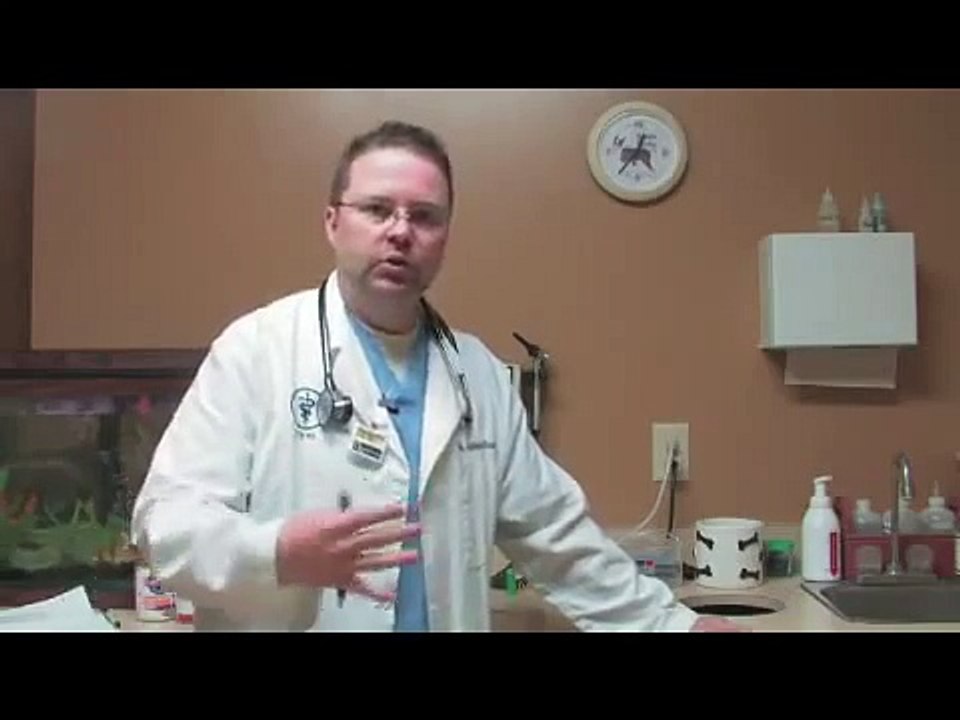 Dog Care Tips How to Prevent Worms in Dogs