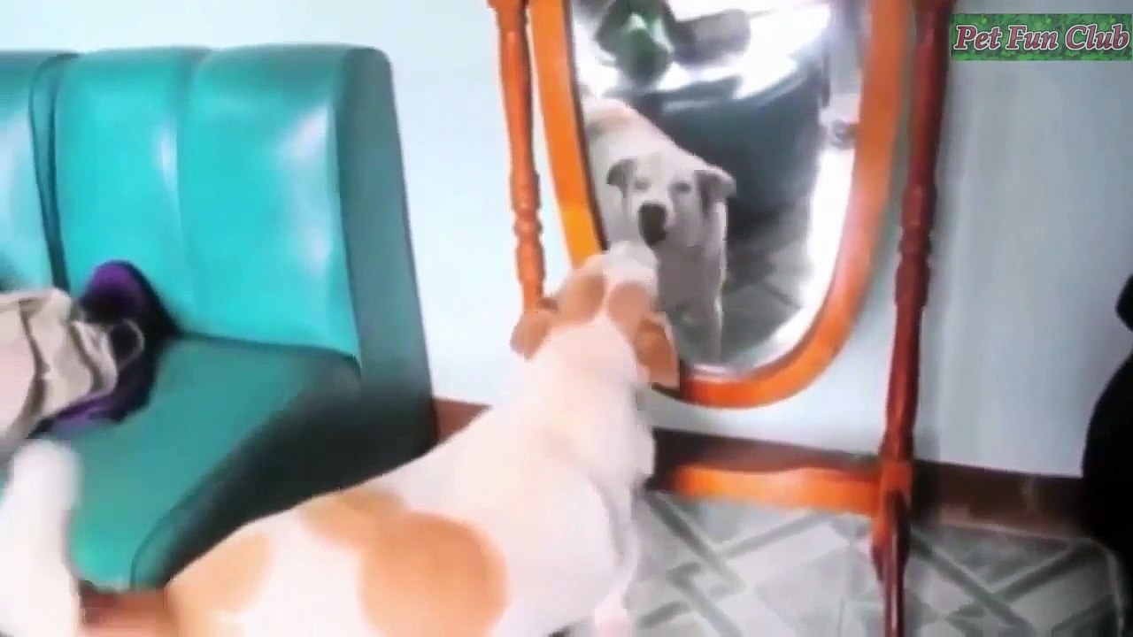 Funny Cats Dogs  see forever still feel like laughing compilation 2017