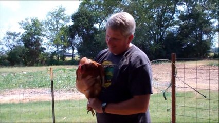 How To Catch A Chicken Without Running Around Like An Idiot
