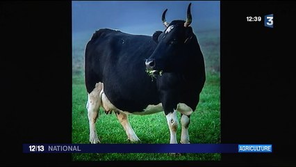 Salon de l'Agriculture : la star, "Fine", la Bretonne Pie Noir