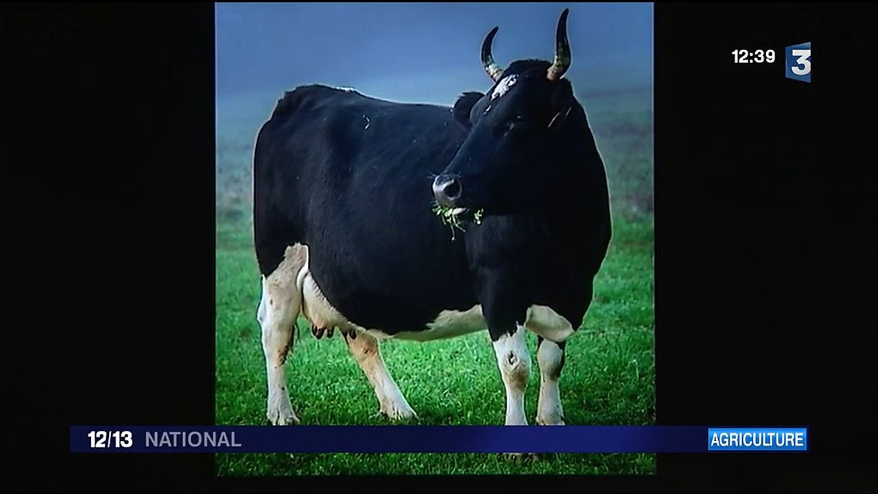 Salon de l'Agriculture : la star, "Fine", la Bretonne Pie Noir