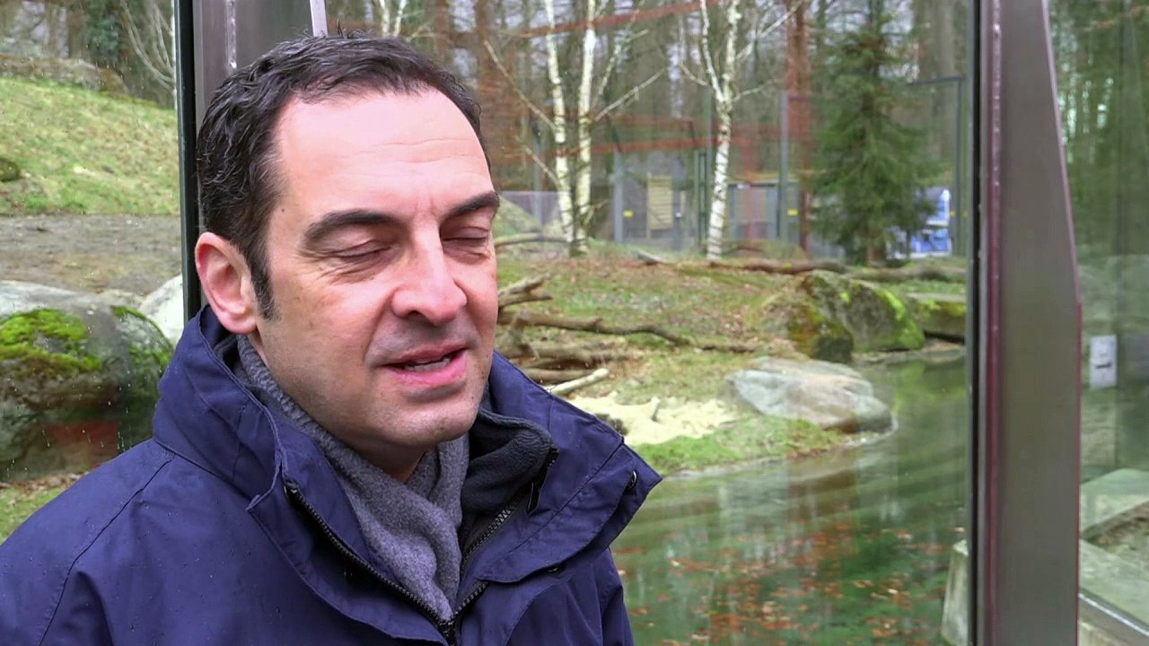 Münchner Eisbären-Baby erkundet erstmals Gehege