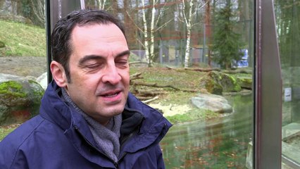 Münchner Eisbären-Baby erkundet erstmals Gehege